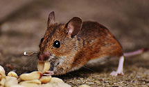 24 Hour & Emergency Exterminators in Guadalupita, NM